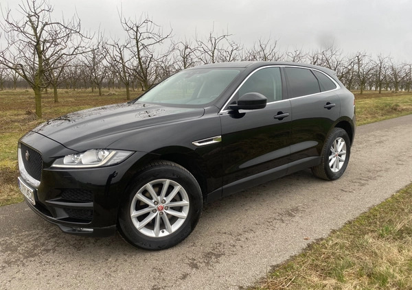 Jaguar F-Pace cena 79999 przebieg: 186000, rok produkcji 2016 z Staszów małe 704